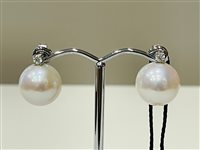 Orecchini Rajola Donna in Perle Perla 33-E12-1 - 33-E12-1